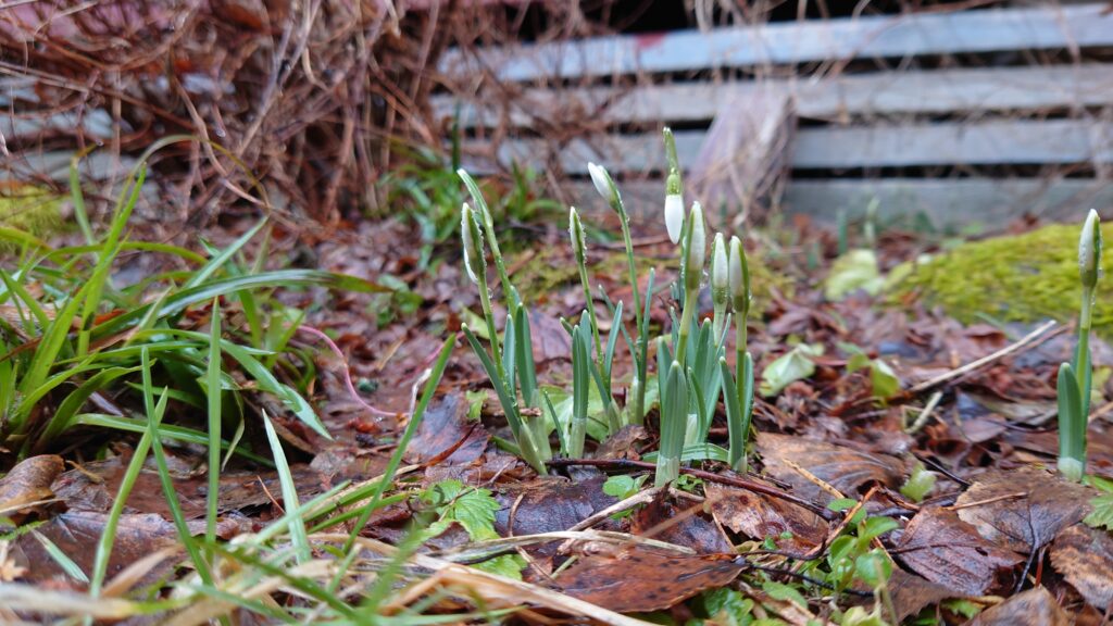 Nu blommar snödropparna!