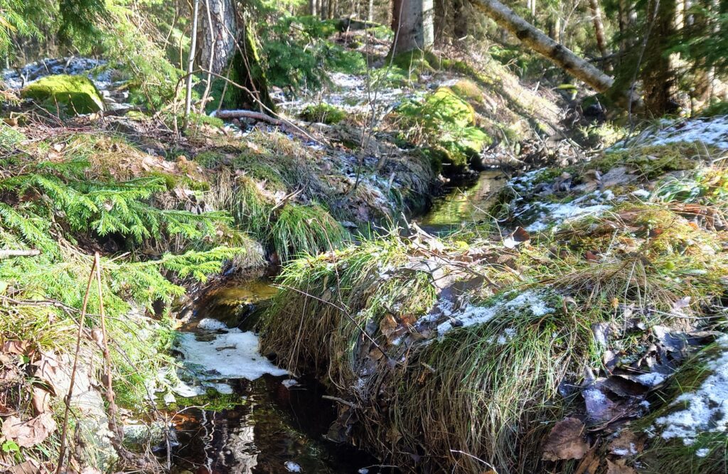 Fira vårdagjämningen med naturen