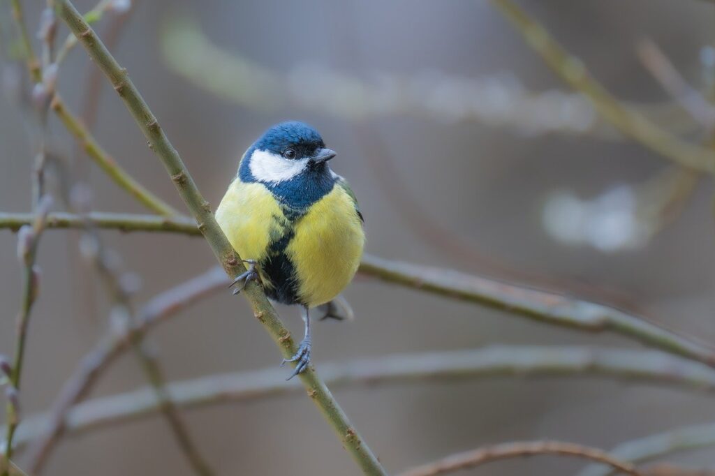 tit, nature, great tit-8620213.jpg