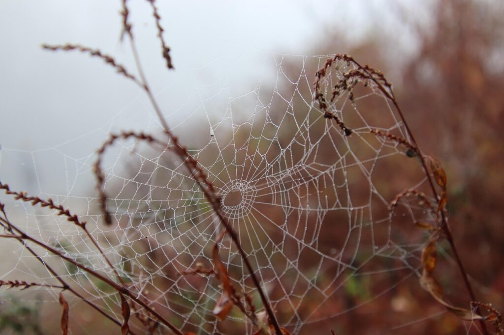 spider web, scary, halloween, mysterious, mystical, fog, autumn, nature, droplets, spider web, spider web, scary, scary, halloween, halloween, halloween, halloween, halloween, mysterious, autumn, autumn, autumn