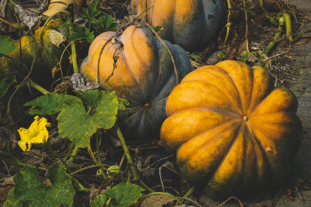 Close-up of large pumpkins growing in a garden during fall, surrounded by leaves and vines.